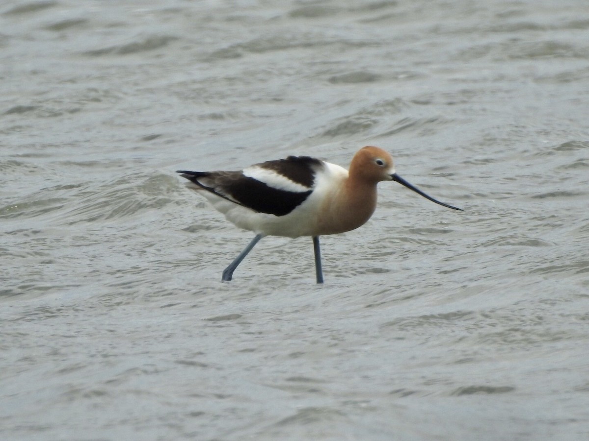 American Avocet - ML618742560