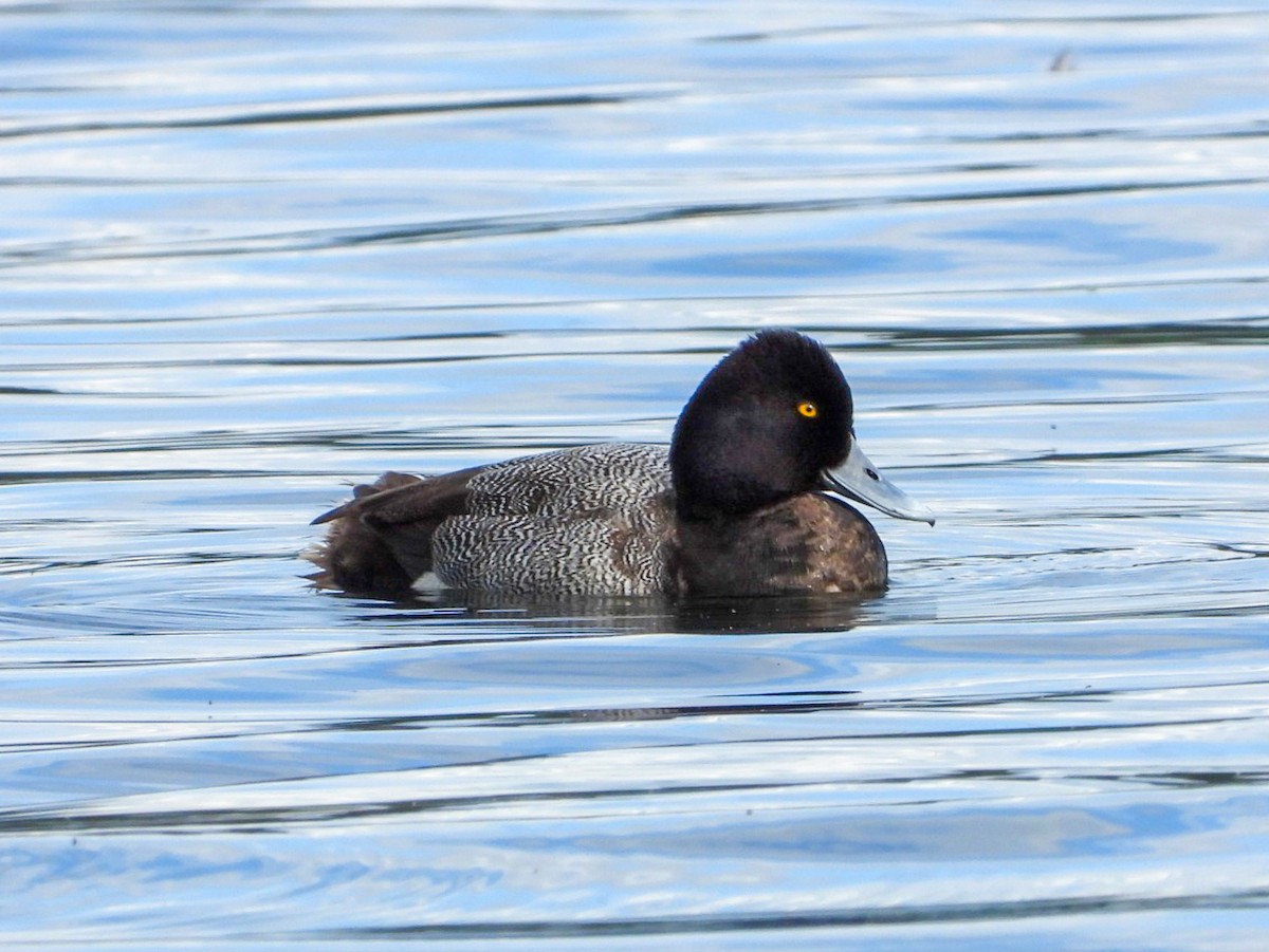 Lesser Scaup - ML618742562