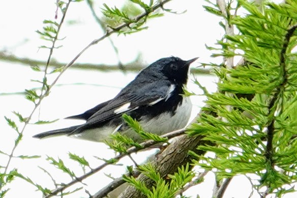 Black-throated Blue Warbler - Linda Hamp