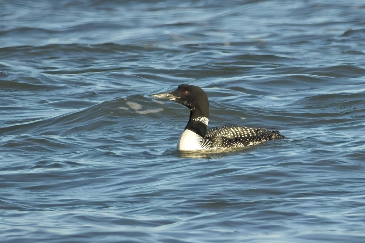 Common Loon - ML618742584