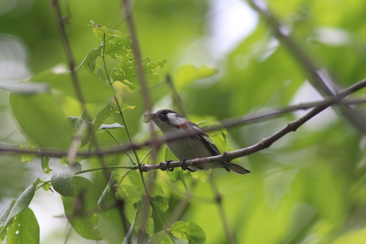 Chestnut-sided Warbler - Philip  Vogrinc