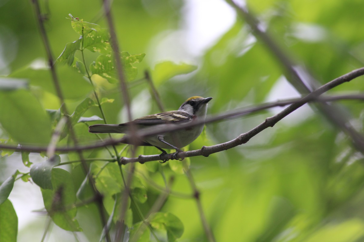 Chestnut-sided Warbler - Philip  Vogrinc