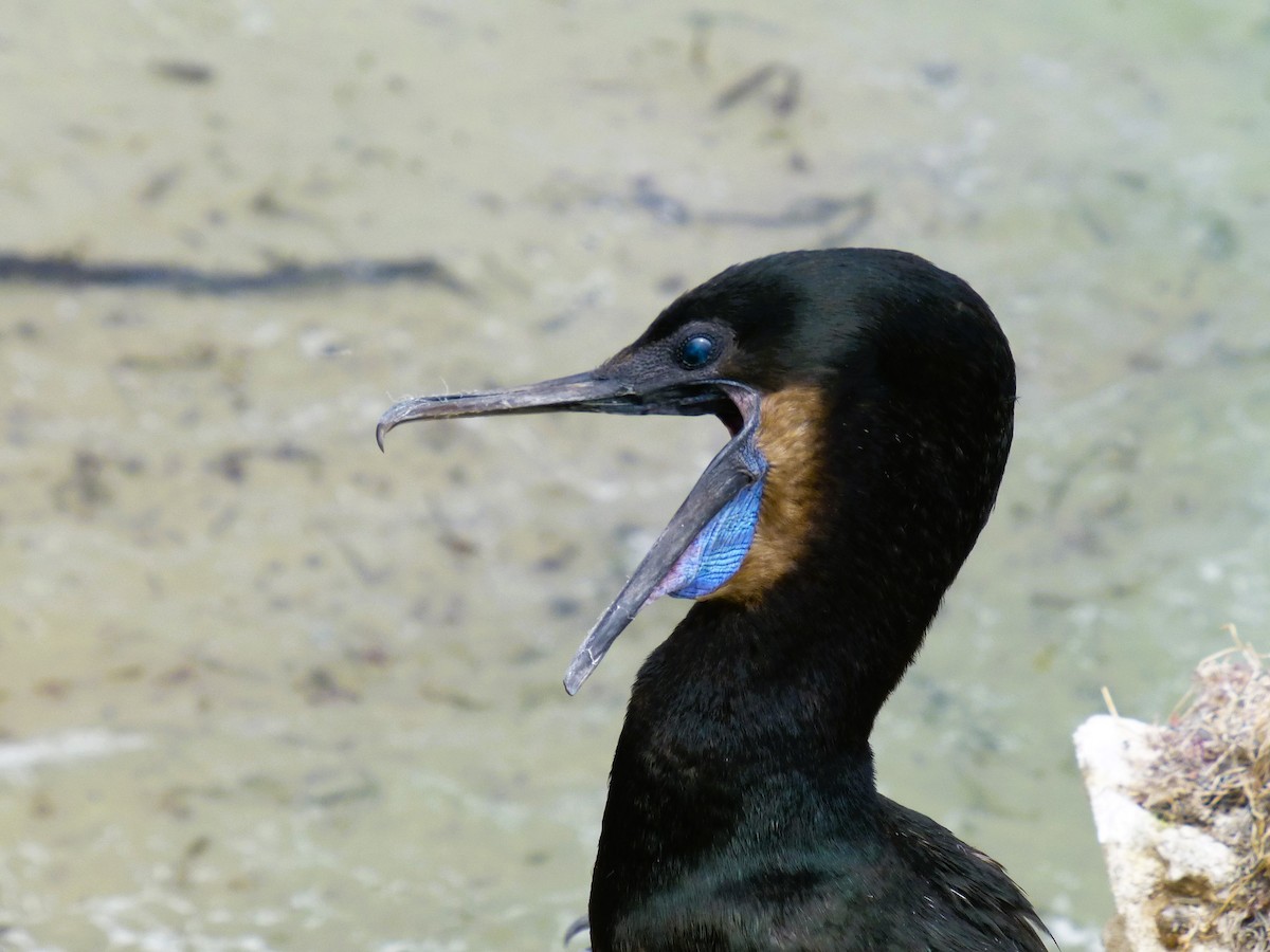 Brandt's Cormorant - Rustom Jamadar