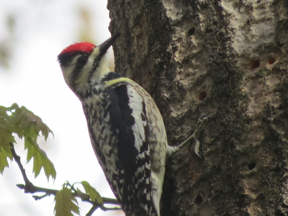 Yellow-bellied Sapsucker - ML618742680