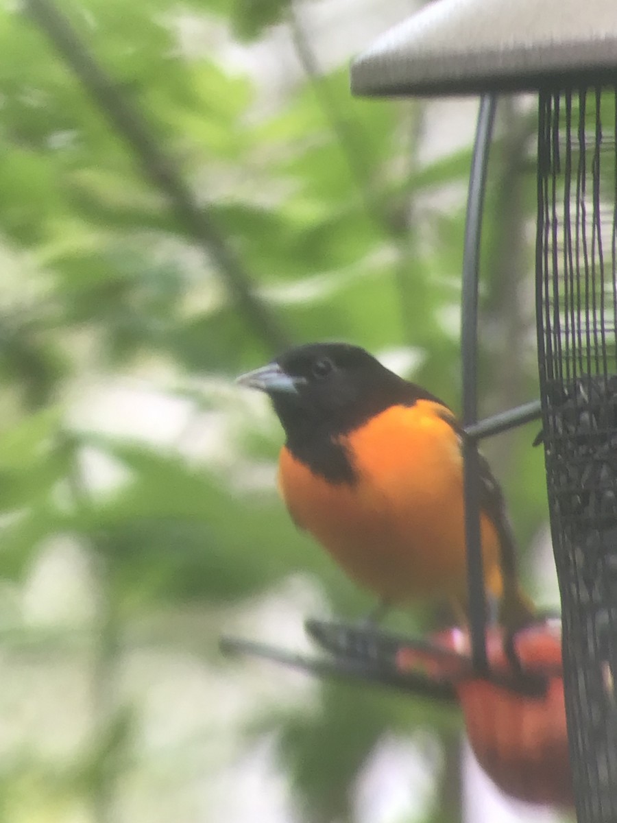 Baltimore Oriole - ML618742697