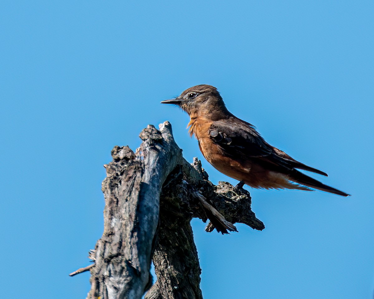 Cliff Flycatcher - Victor Pássaro