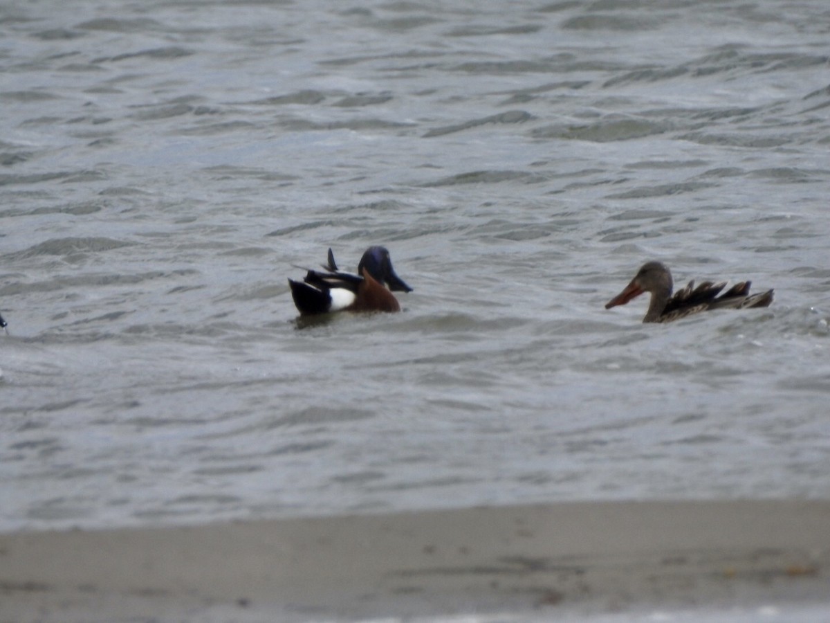 Northern Shoveler - ML618742713