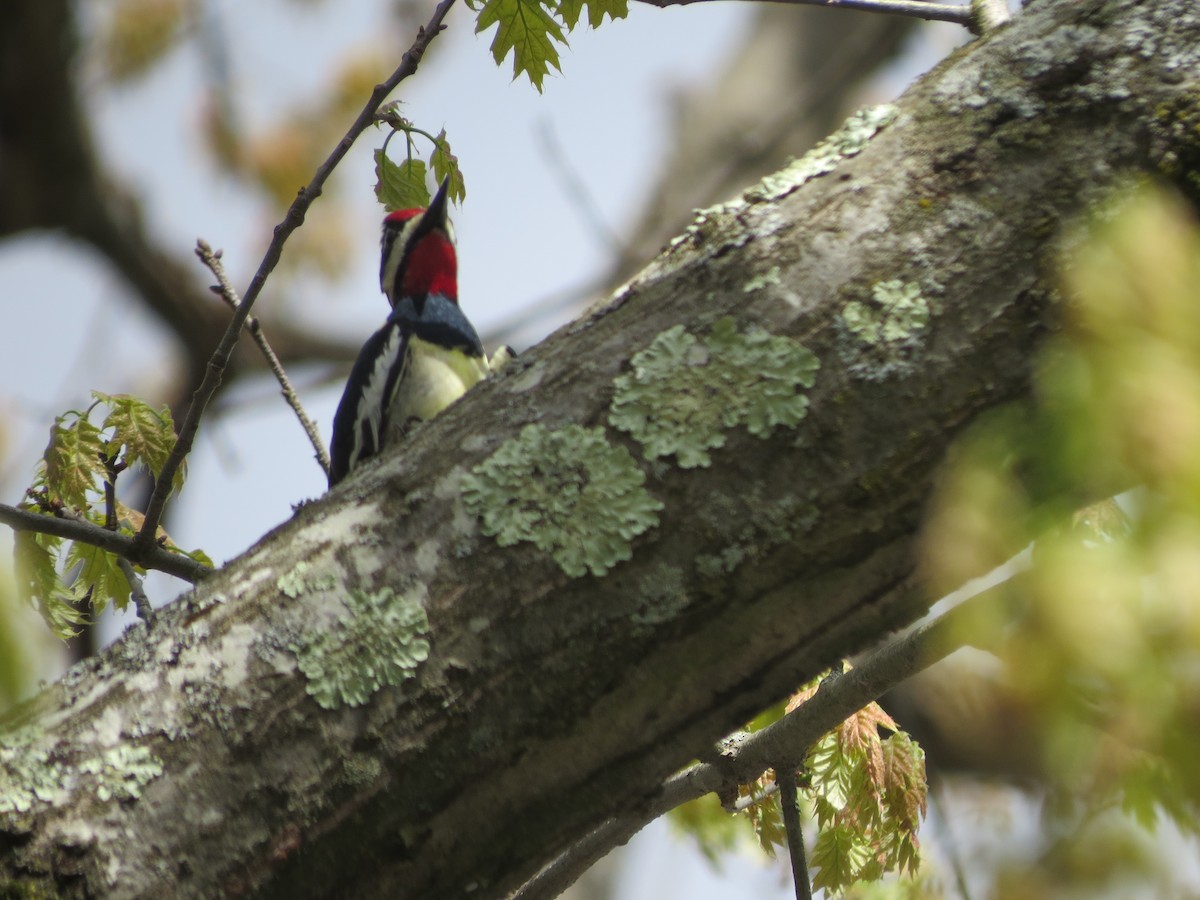 Yellow-bellied Sapsucker - ML618742746