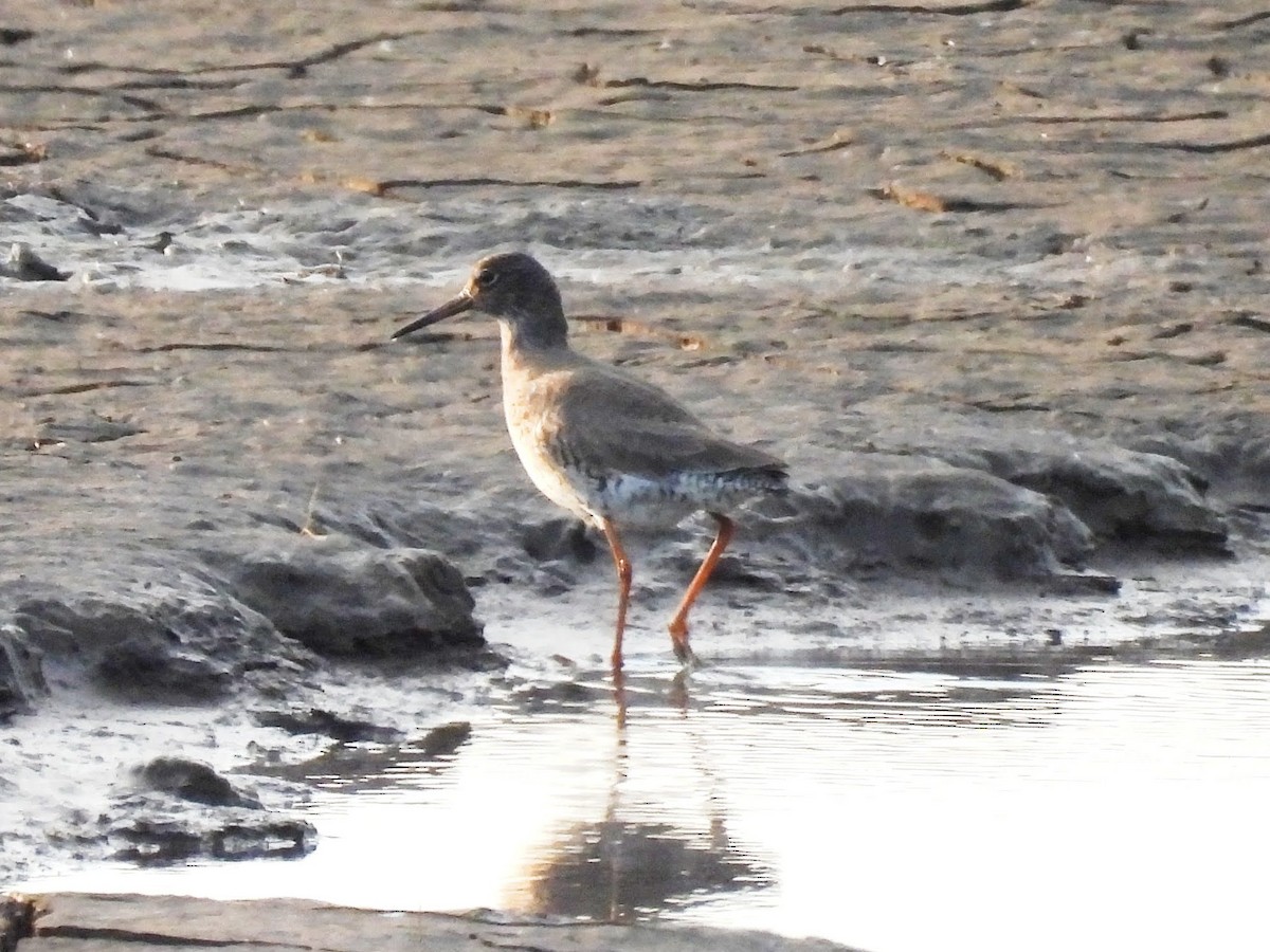 Common Redshank - ML618742755