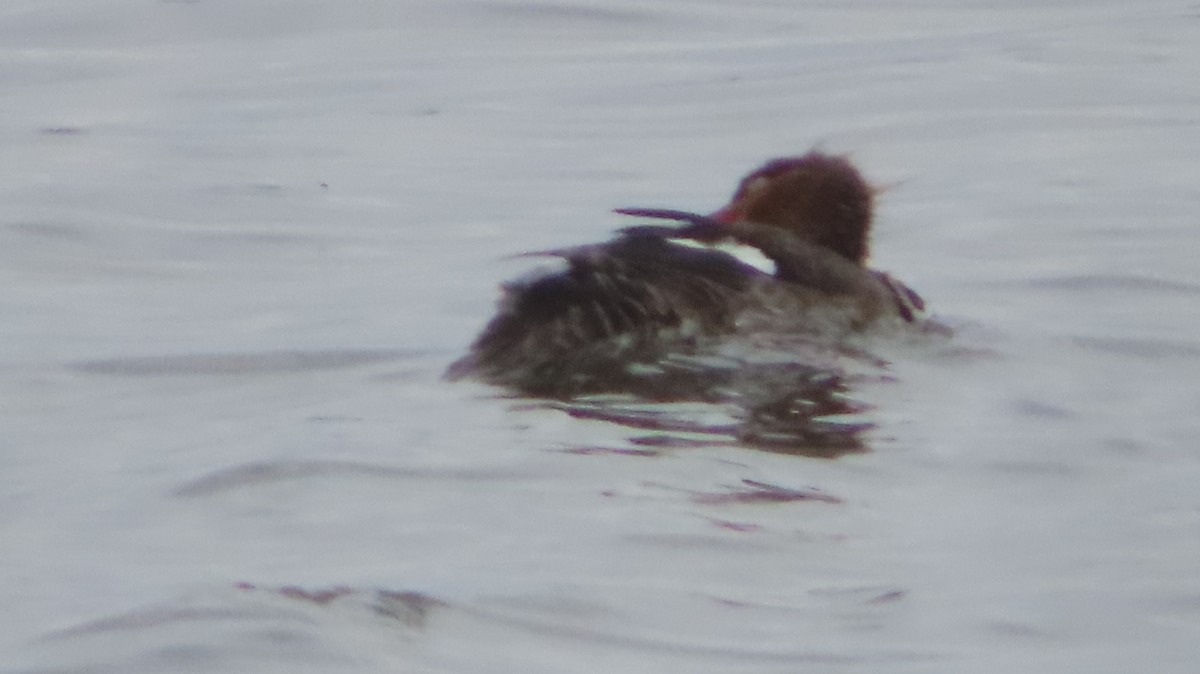 Red-breasted Merganser - ML618742758