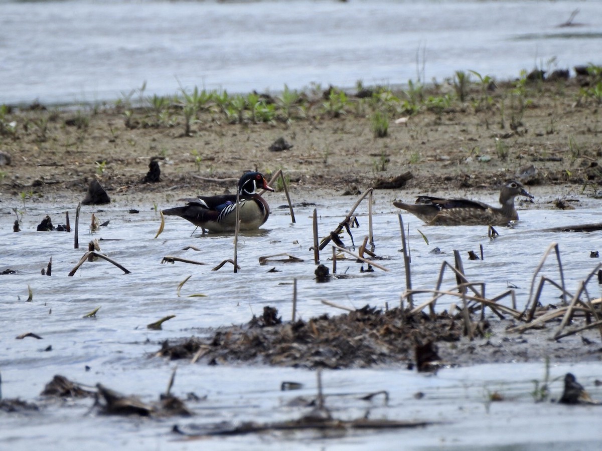 Wood Duck - ML618742764