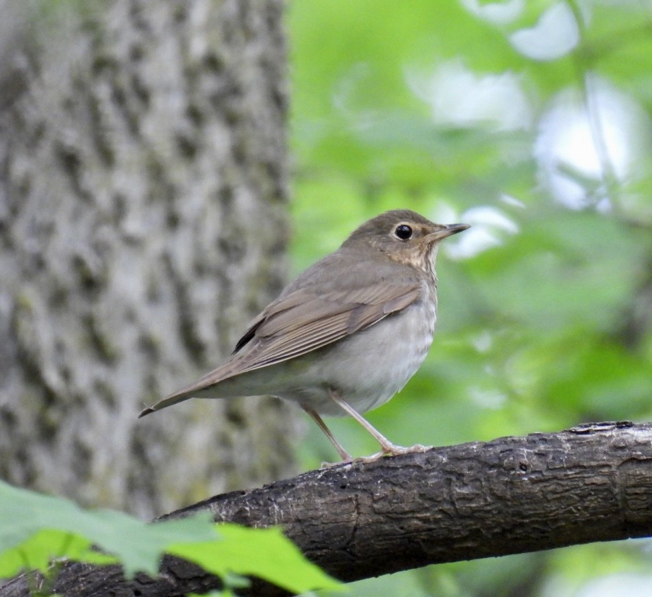 Swainson's Thrush - Tracy Wiczer