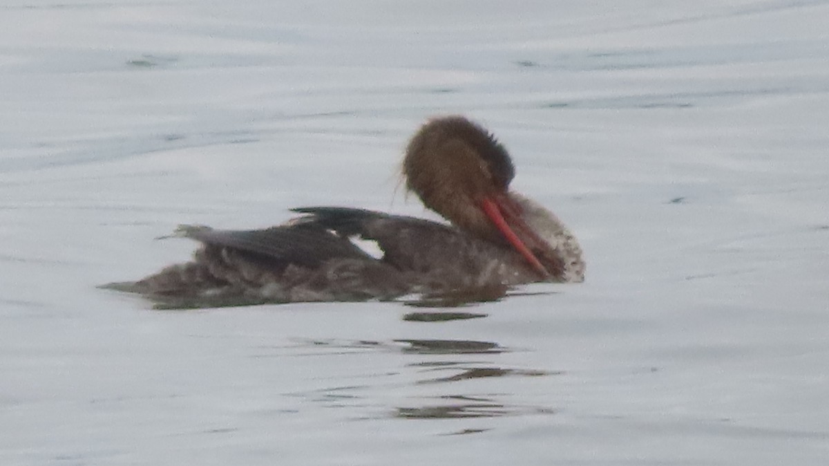 Red-breasted Merganser - ML618742778