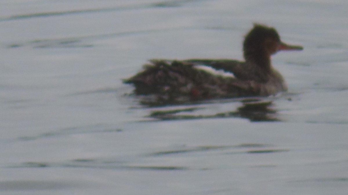 Red-breasted Merganser - Gregory Allen