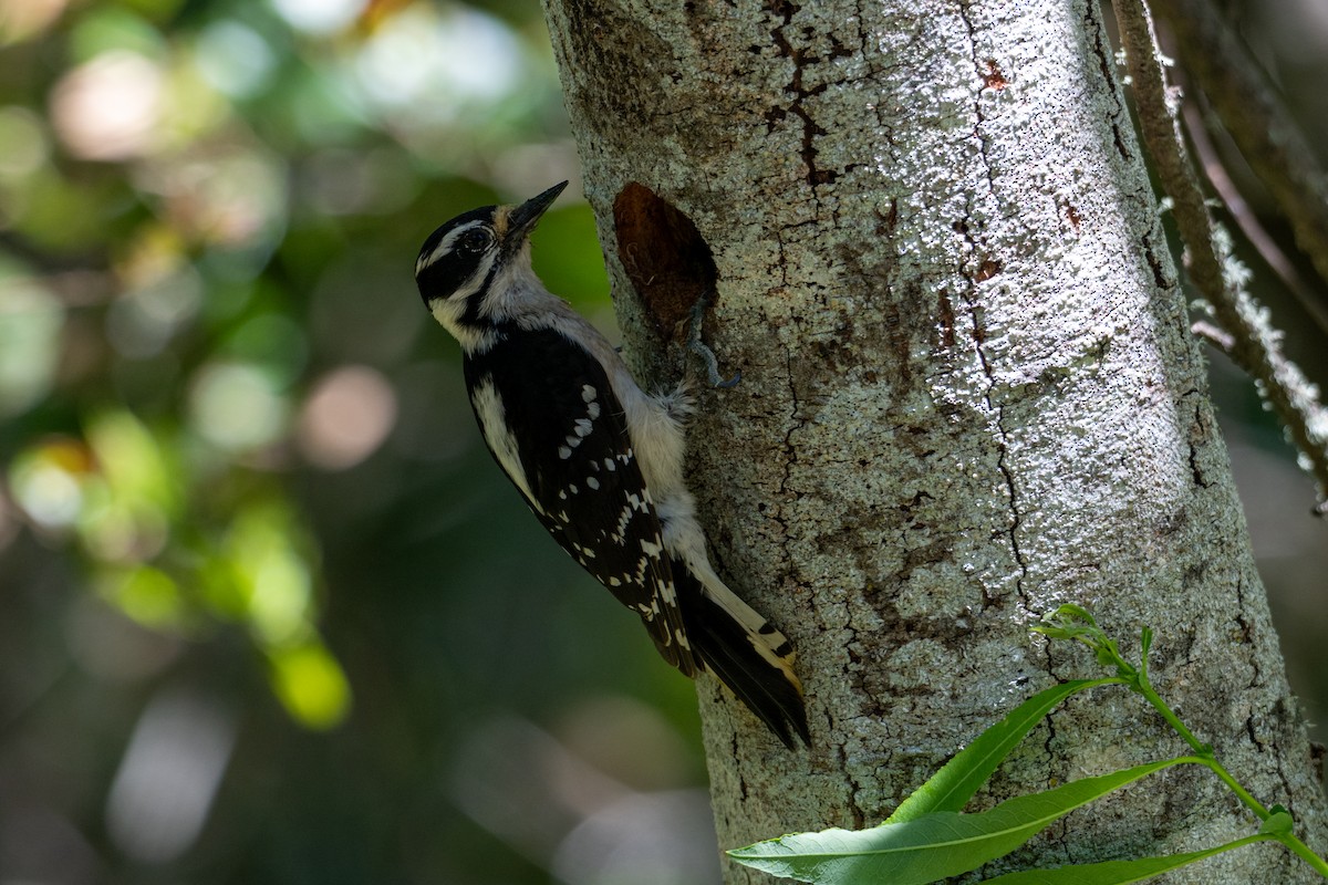 woodpecker sp. - ML618742848