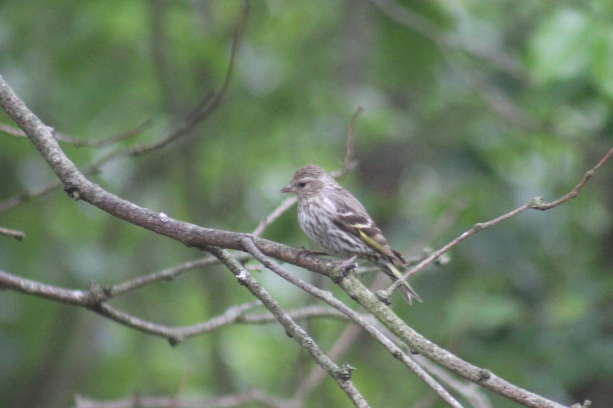 Pine Siskin - Ben Morrison