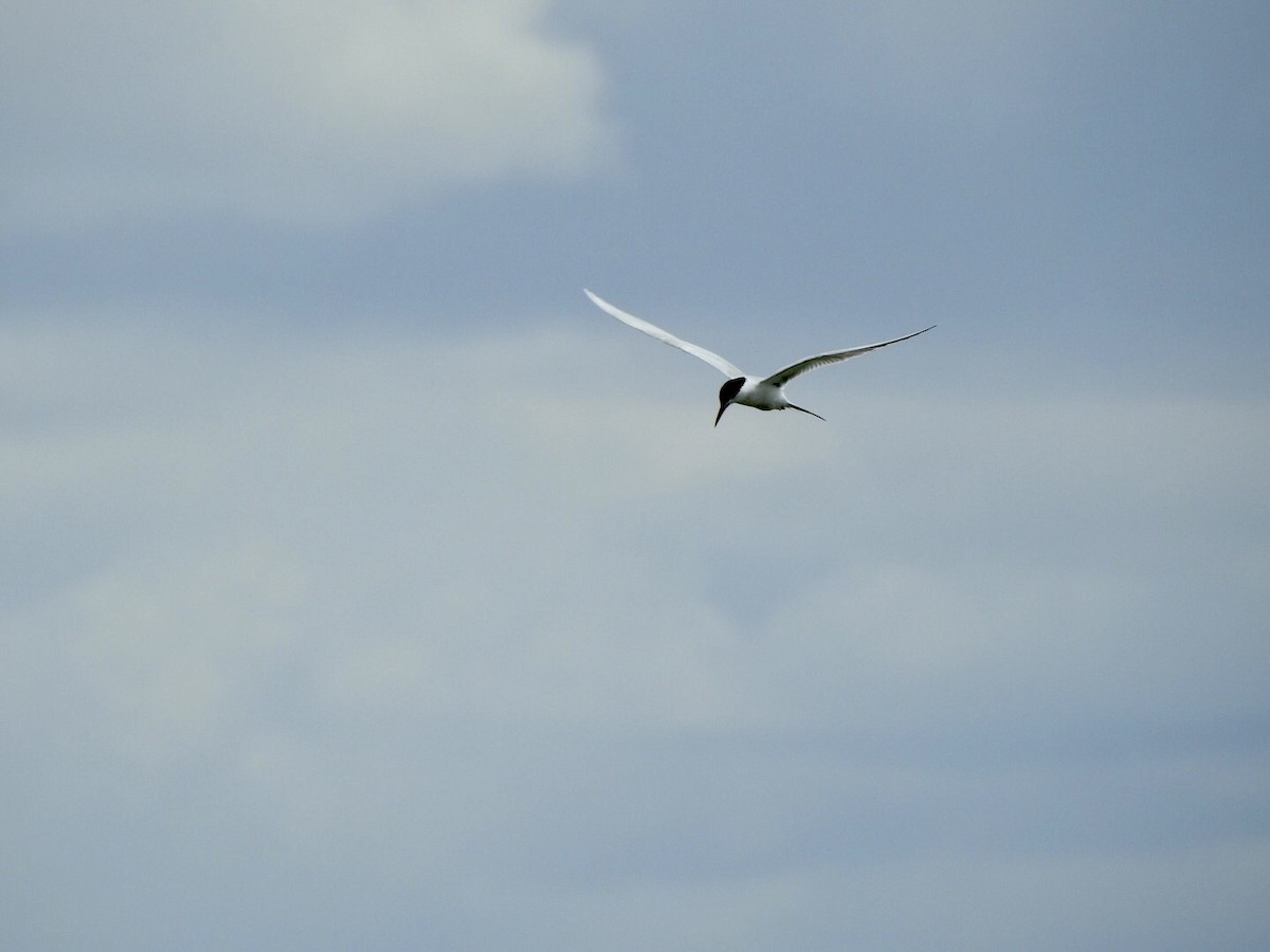 Forster's Tern - ML618742855