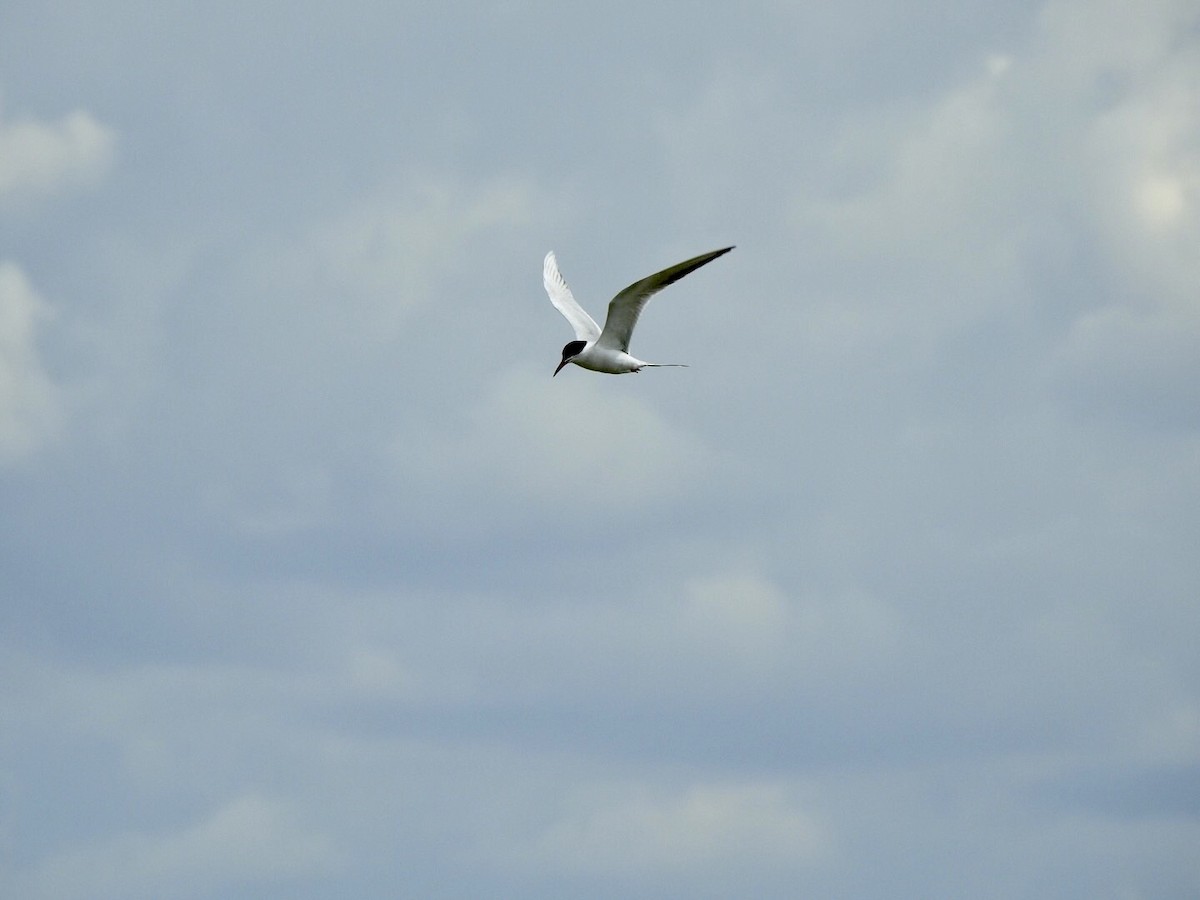 Forster's Tern - ML618742856