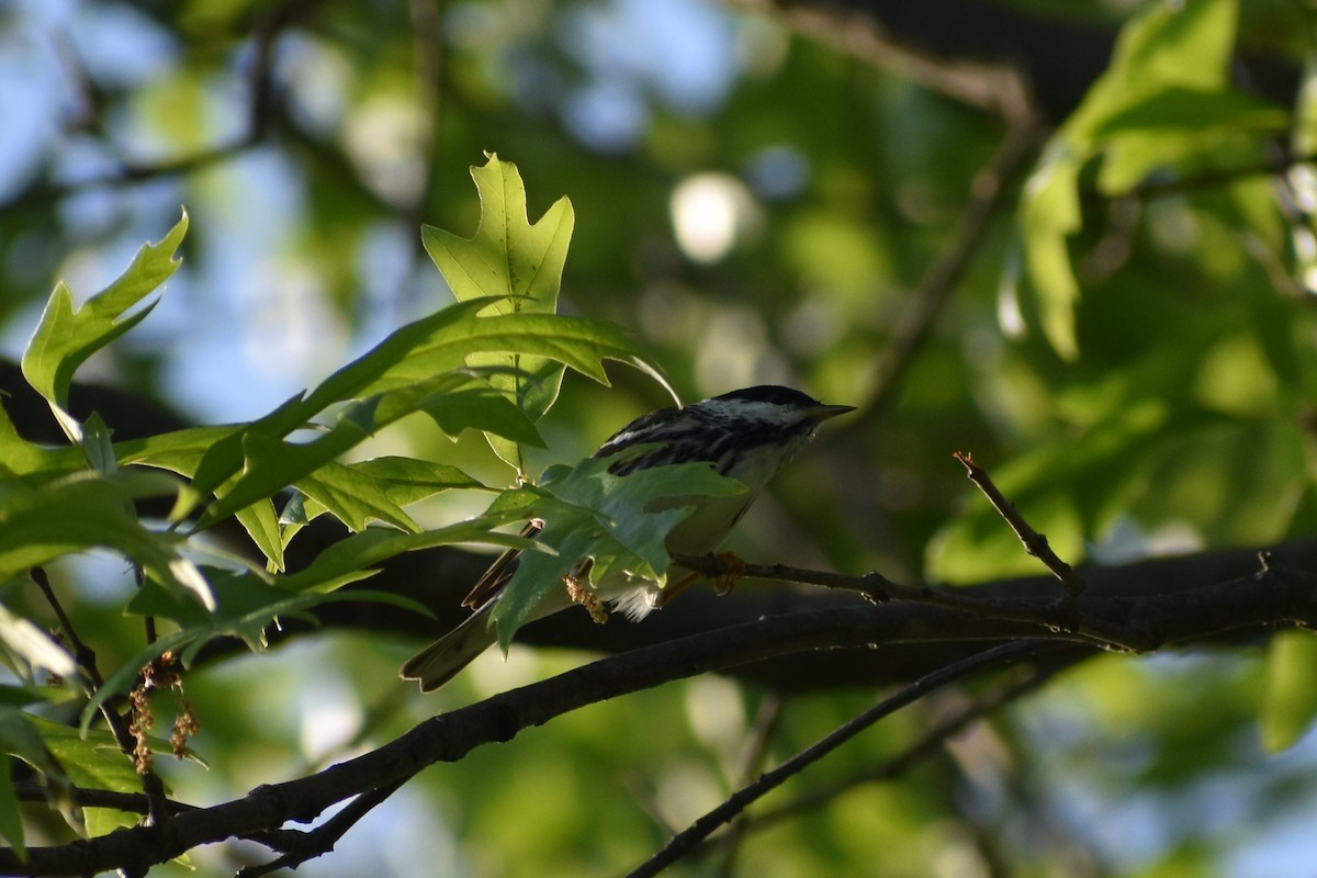 Blackpoll Warbler - ML618742902