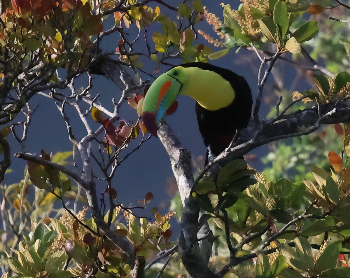 Keel-billed Toucan - ML618742928