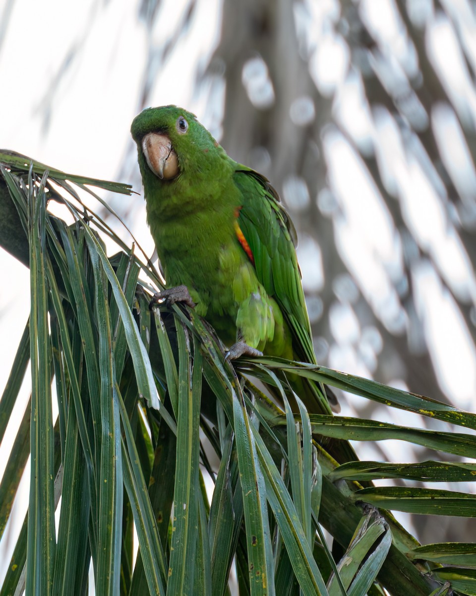 White-eyed Parakeet - Victor Pássaro