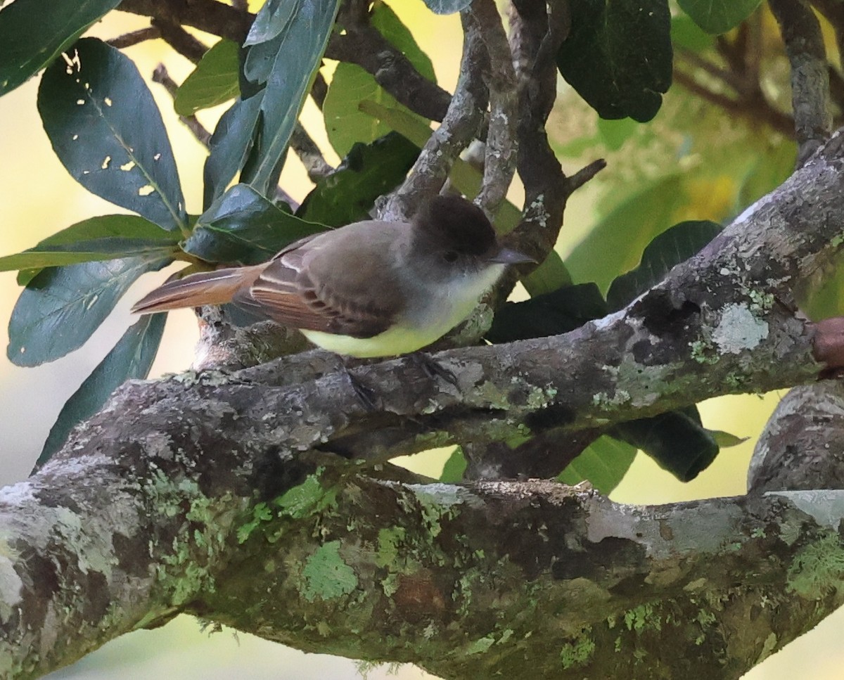 Dusky-capped Flycatcher - ML618742934