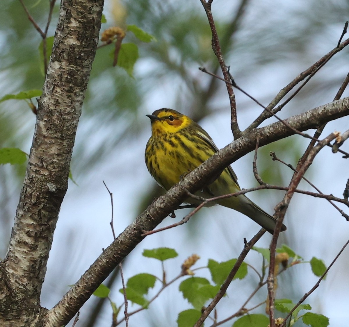 Cape May Warbler - ML618742936