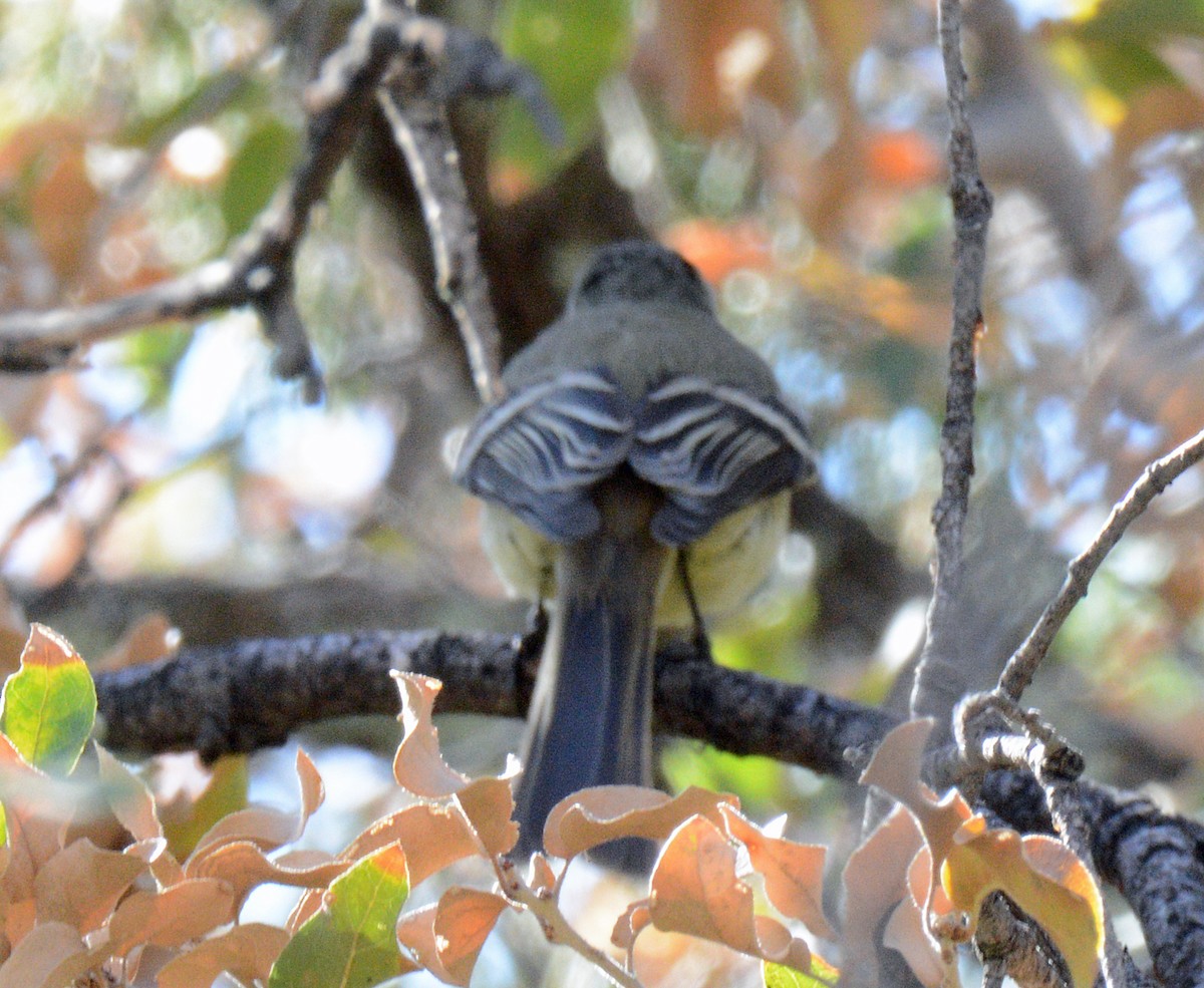 Western Flycatcher - Michael J Good