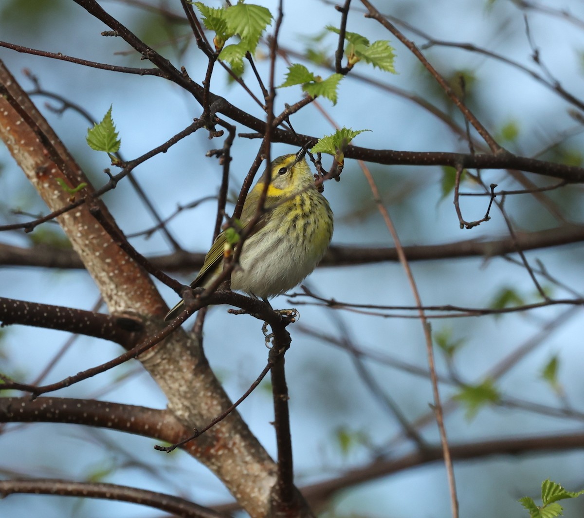 Cape May Warbler - ML618742944