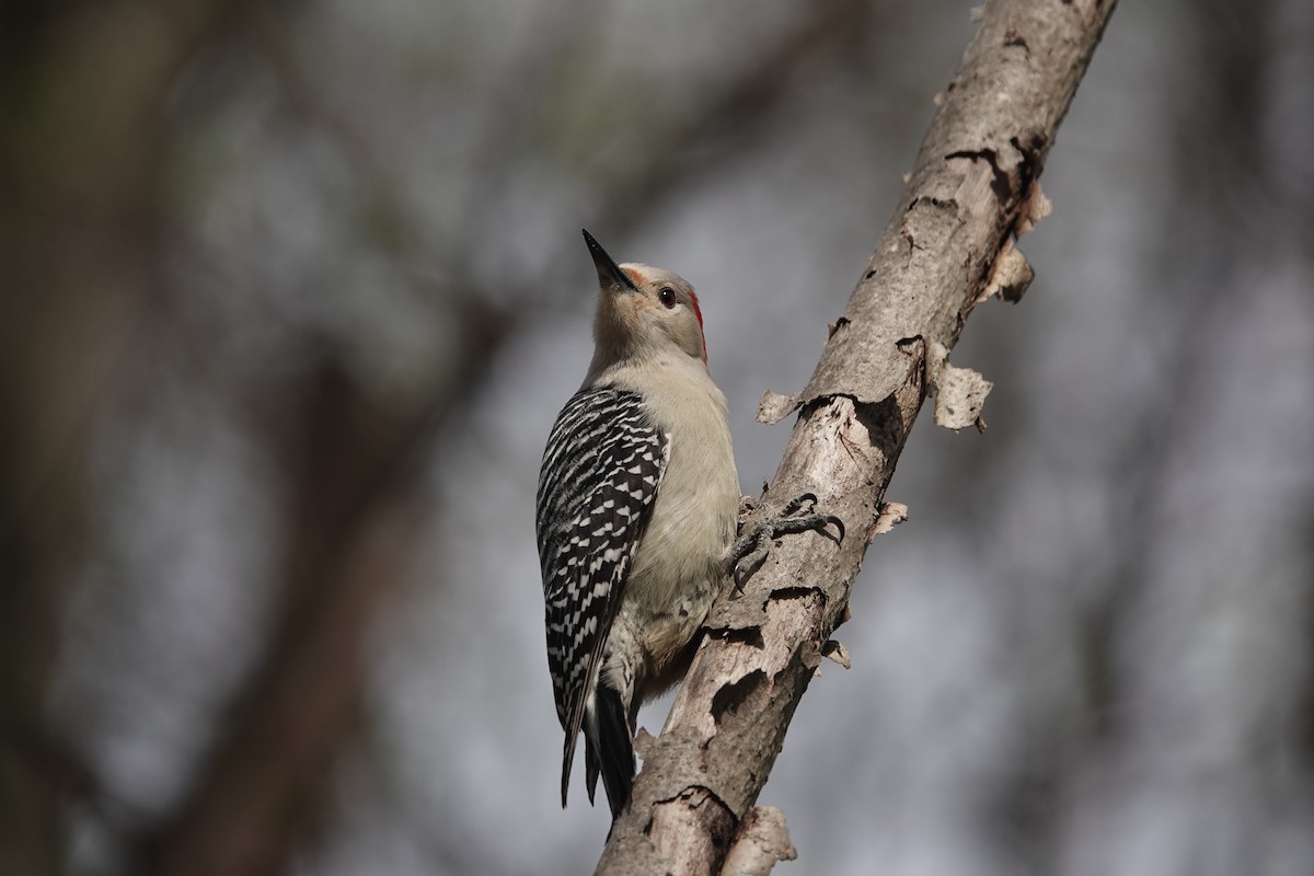 Red-bellied Woodpecker - ML618742973