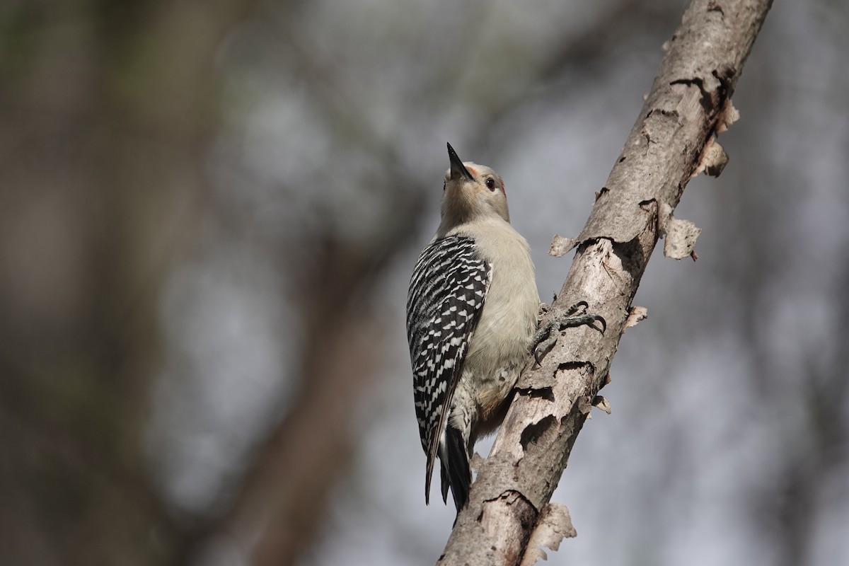 Red-bellied Woodpecker - ML618742974