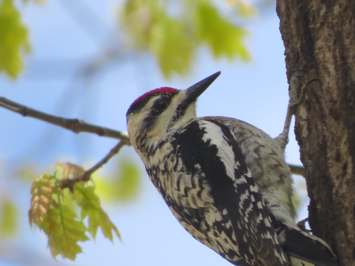 Yellow-bellied Sapsucker - ML618742998