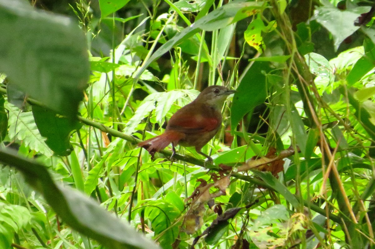 Plain-crowned Spinetail - Gary Prescott