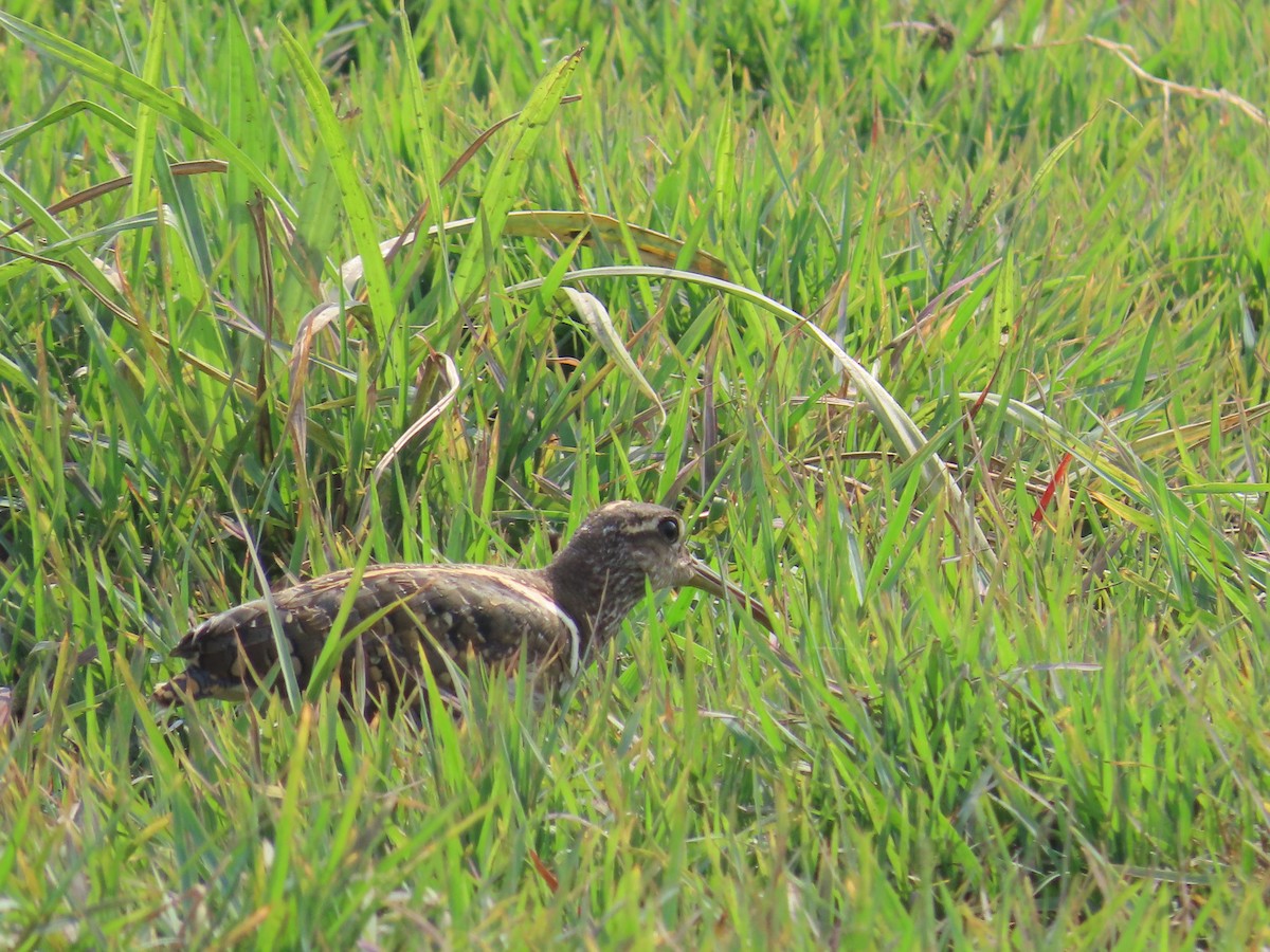 Greater Painted-Snipe - Shilpa Gadgil