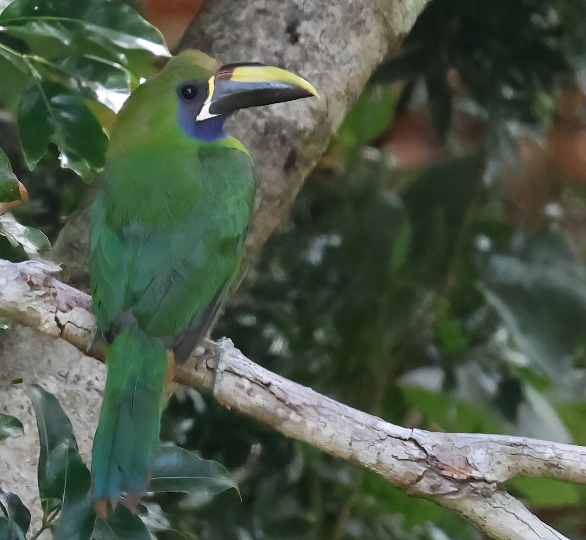 Toucanet émeraude - ML618743050