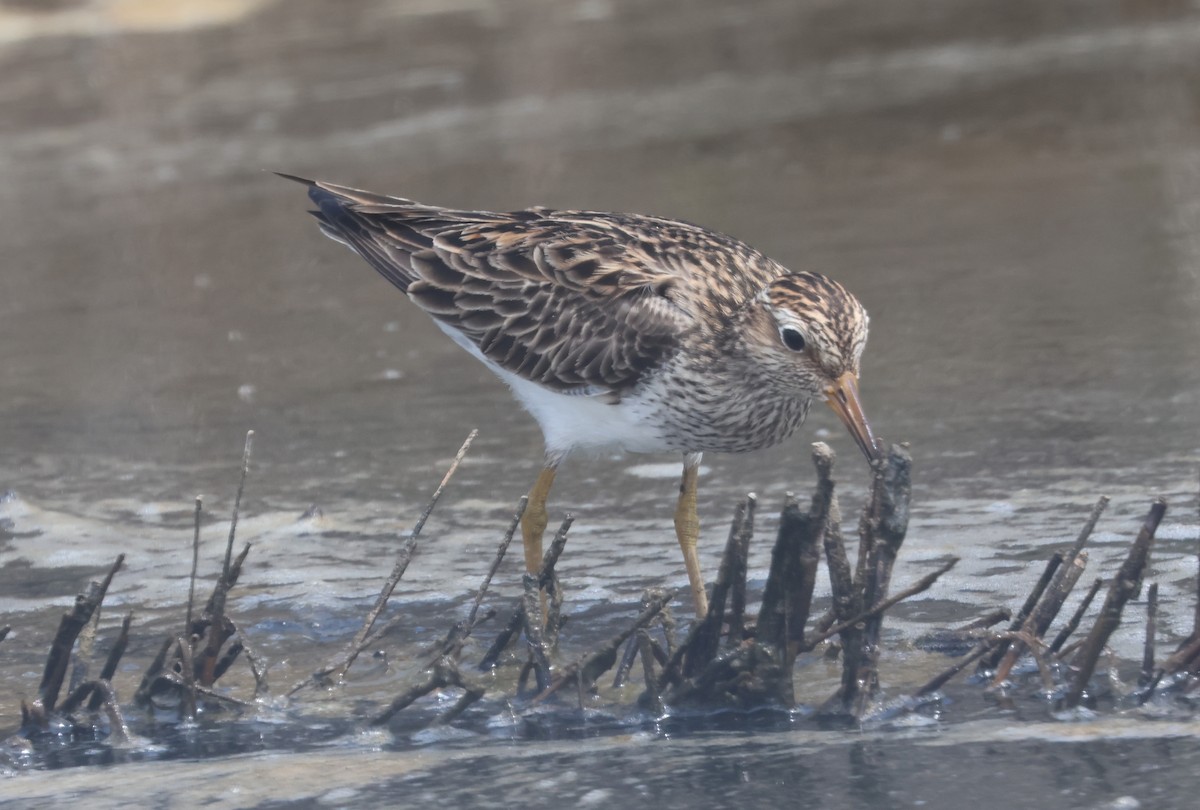 Pectoral Sandpiper - John Drummond