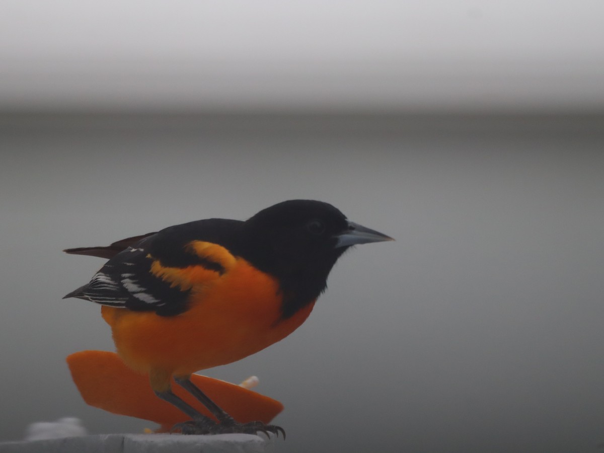 Baltimore Oriole - ML618743081