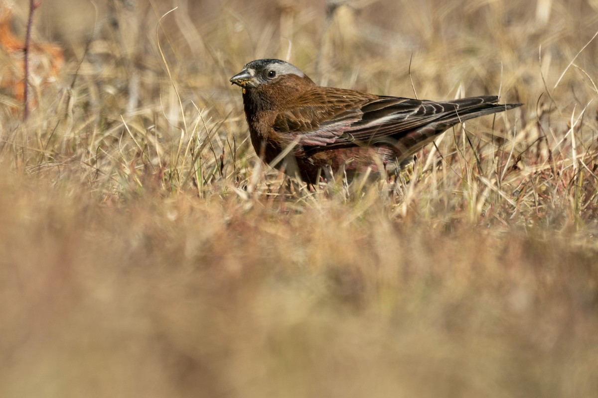 Gray-crowned Rosy-Finch - ML618743087