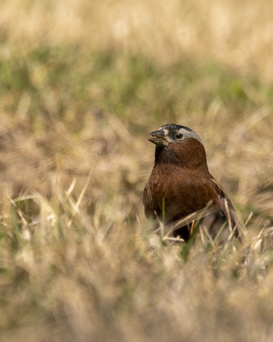 Gray-crowned Rosy-Finch - ML618743088