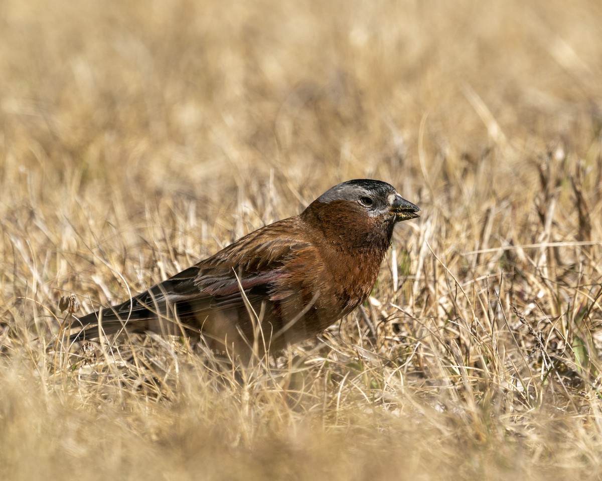 Gray-crowned Rosy-Finch - ML618743090