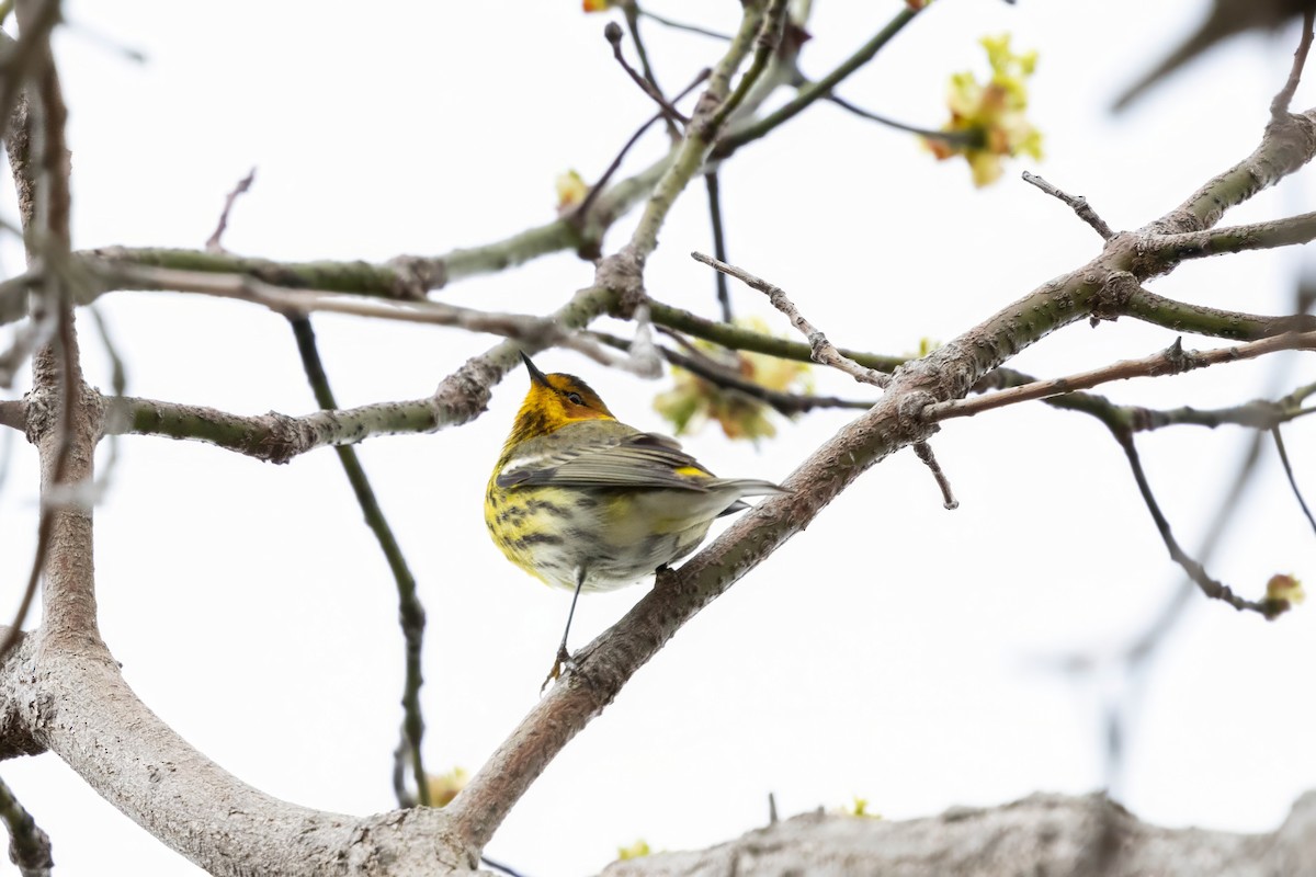 Cape May Warbler - ML618743096