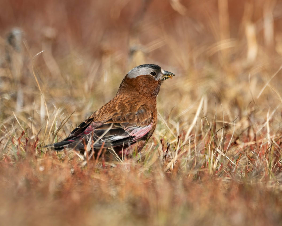 Gray-crowned Rosy-Finch - ML618743097