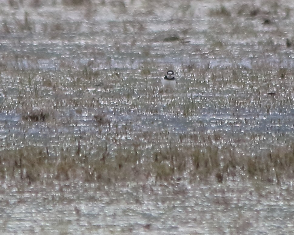 Semipalmated Plover - ML618743131