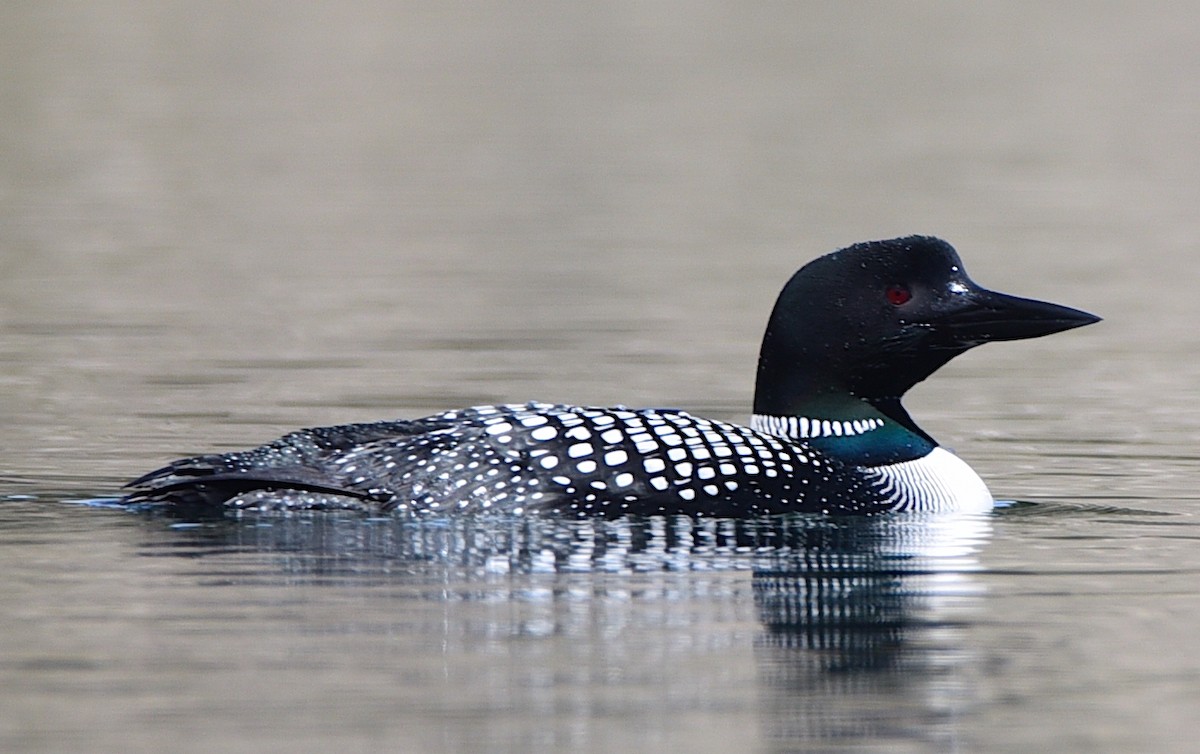 Common Loon - D & I Fennell
