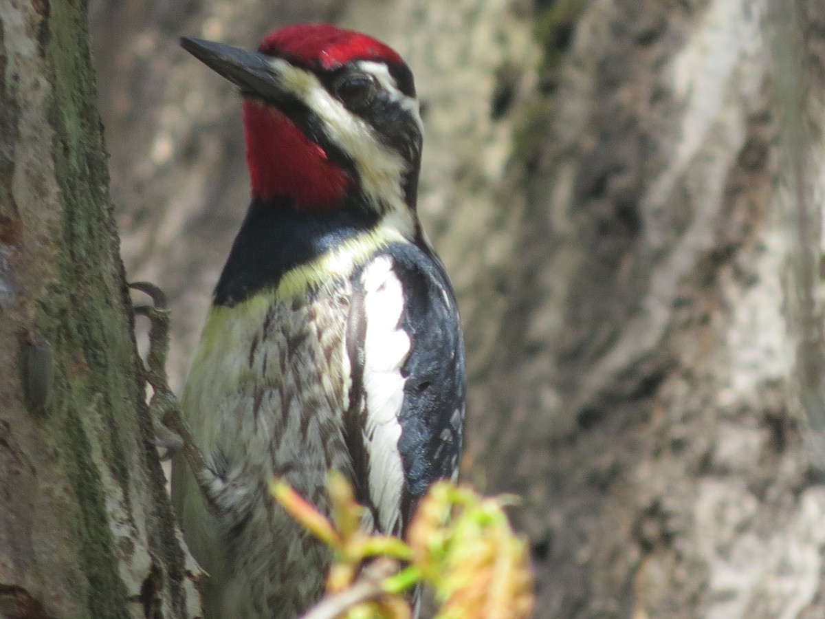 Yellow-bellied Sapsucker - ML618743218