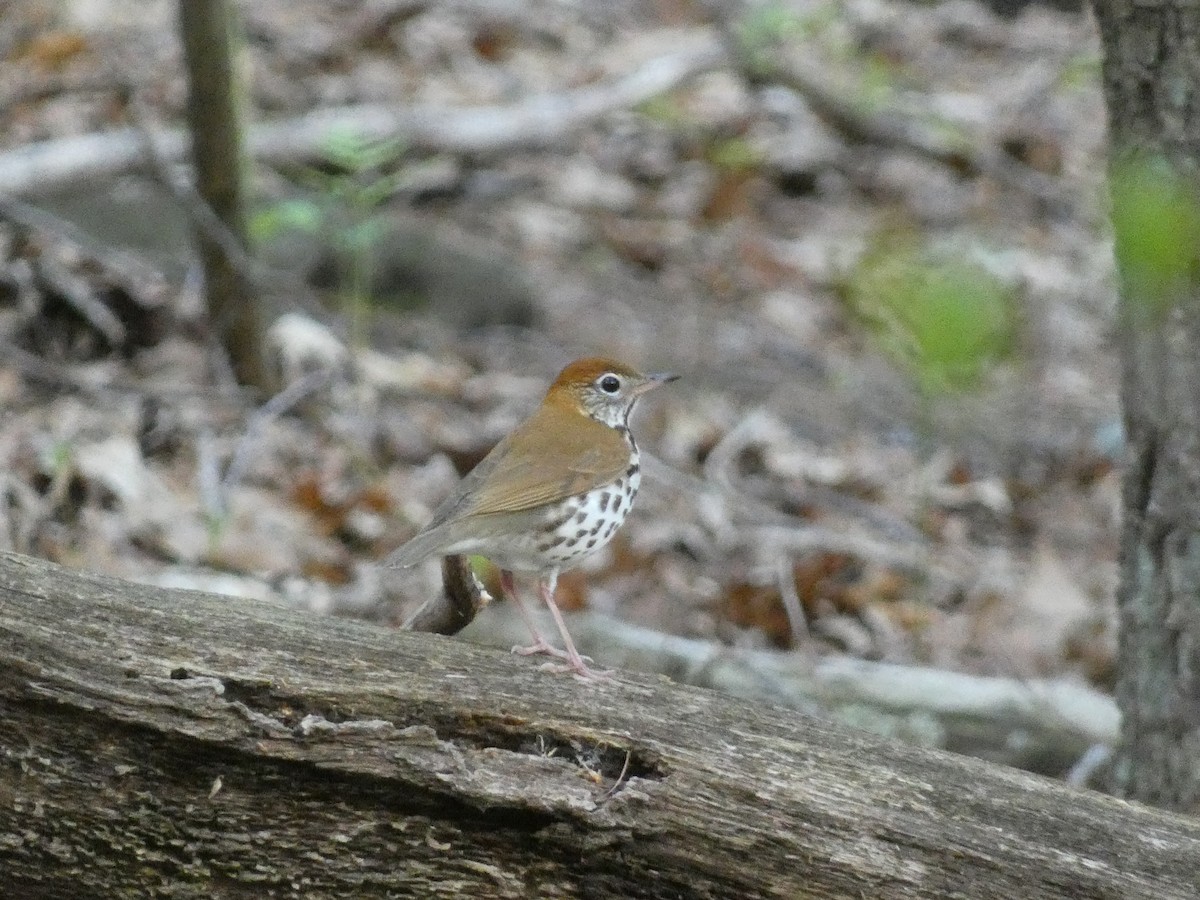 Wood Thrush - William Buswell