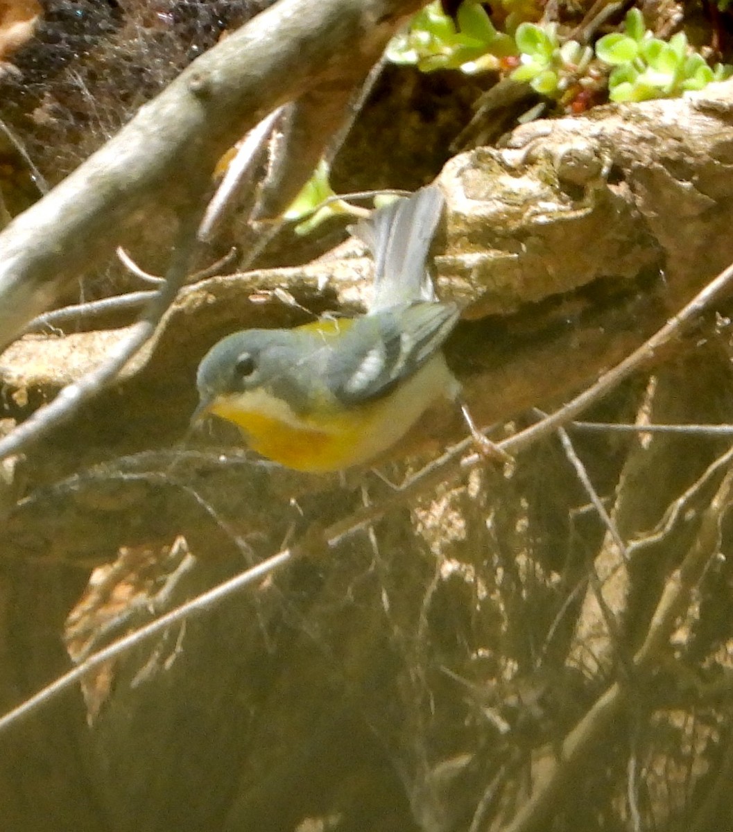 Northern Parula - Shirley Andrews