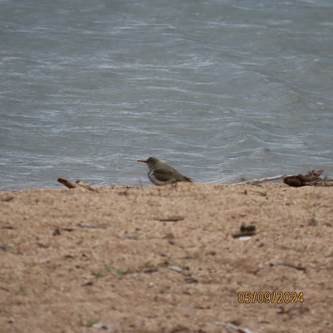 Spotted Sandpiper - ML618743245