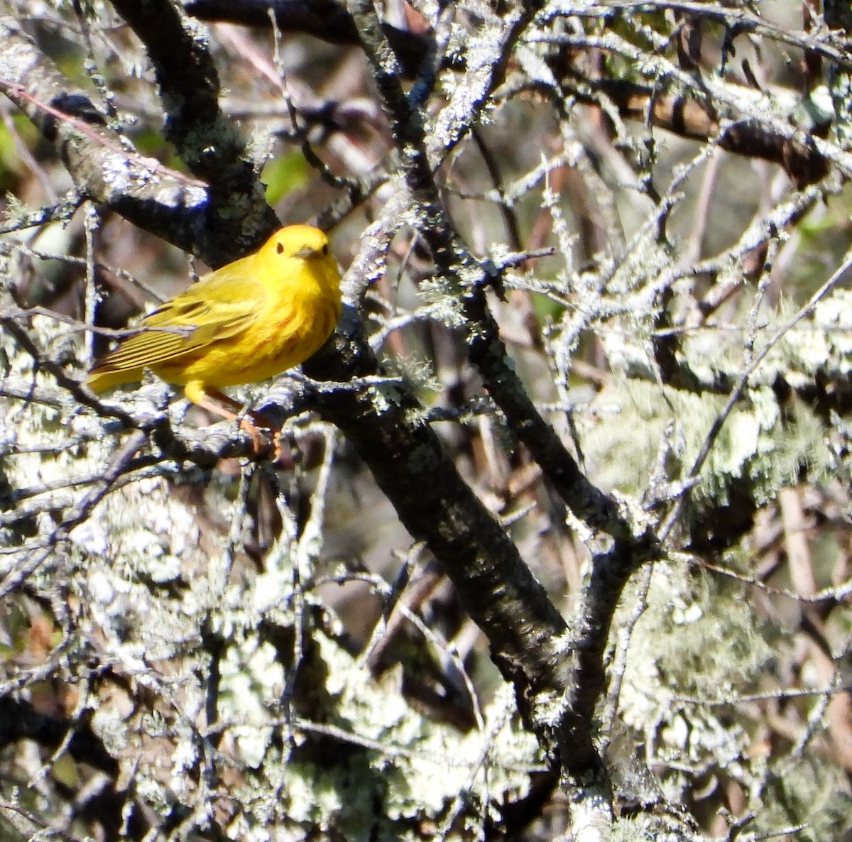 Yellow Warbler - ML618743264