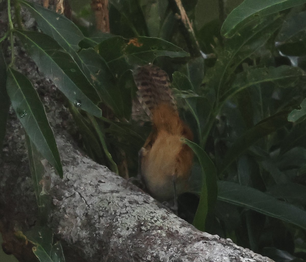 Cabanis's Wren - ML618743321